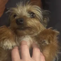 Miki, a male Yorkshire Terrier for sale in Houston, TX – Photo 9 of 10