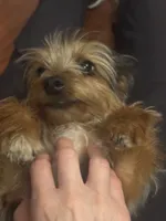 Miki, a male Yorkshire Terrier for sale in Houston, TX – Photo 9 of 10