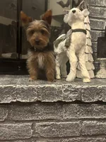 Miki, a male Yorkshire Terrier for sale in Houston, TX – Photo 10 of 10