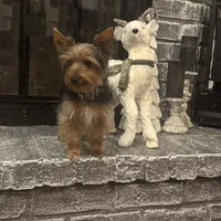 Miki, a male Yorkshire Terrier for sale in Houston, TX – Photo 7 of 10