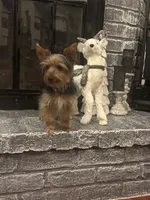 Miki, a male Yorkshire Terrier for sale in Houston, TX – Photo 7 of 10