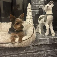 Miki, a male Yorkshire Terrier for sale in Houston, TX – Photo 3 of 10