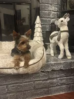 Miki, a male Yorkshire Terrier for sale in Houston, TX – Photo 3 of 10