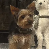 Miki, a male Yorkshire Terrier for sale in Houston, TX – Photo 2 of 10