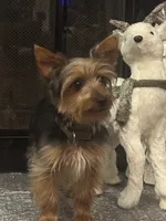 Miki, a male Yorkshire Terrier for sale in Houston, TX – Photo 2 of 10