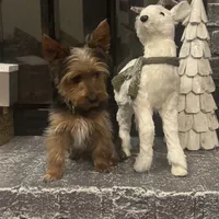 Miki, a male Yorkshire Terrier for sale in Houston, TX – Photo 6 of 10