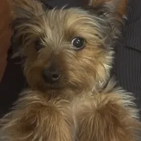 Miki, a male Yorkshire Terrier for sale in Houston, TX – Photo 8 of 10