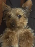 Miki, a male Yorkshire Terrier for sale in Houston, TX – Photo 8 of 10