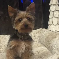 Miki, a male Yorkshire Terrier for sale in Houston, TX – Photo 1 of 10