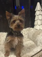 Miki, a male Yorkshire Terrier for sale in Houston, TX – Photo 1 of 10