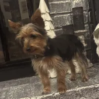 Miki, a male Yorkshire Terrier for sale in Houston, TX – Photo 5 of 10