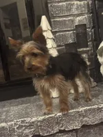 Miki, a male Yorkshire Terrier for sale in Houston, TX – Photo 5 of 10