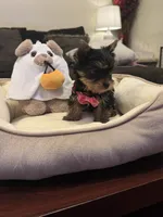 Lilo, a female Yorkshire Terrier for sale in Houston, TX – 4 of 4
