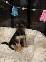 Simba, a male Morkie for sale in Houston, TX – 6 of 6