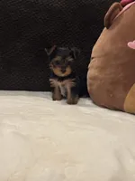 Tiffany, a female Yorkshire Terrier for sale in Houston, TX – 4 of 7