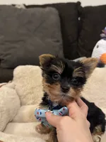 Max, a male Yorkshire Terrier for sale in Houston, TX – 5 of 5