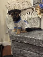 Simba, a male Morkie for sale in Houston, TX – 1 of 6