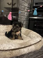 Brisa, a female Yorkshire Terrier and Morkie for sale in Houston, TX – 5 of 6