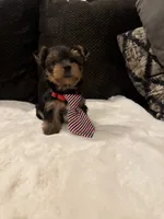 Ozzy, a male Yorkshire Terrier for sale in Houston, TX – 2 of 7