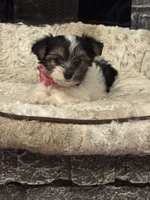 Megan, a female Yorkshire Terrier and Morkie for sale in Houston, TX – 5 of 6