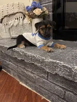 Simba, a male Morkie for sale in Houston, TX – 6 of 6