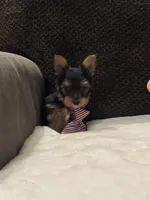 Jack, a male Yorkshire Terrier for sale in Houston, TX – 6 of 9