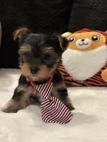 Ozzy, a male Yorkshire Terrier for sale in Houston, TX – 6 of 7