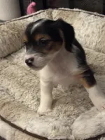 Ziggi, a male Morkie for sale in Houston, TX – 6 of 6