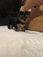 Tiffany, a female Yorkshire Terrier for sale in Houston, TX – 6 of 7