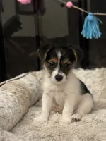 Lucas, a male Morkie for sale in Houston, TX – 5 of 6