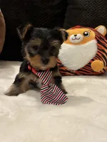 Ozzy, a male Yorkshire Terrier for sale in Houston, TX – 4 of 7