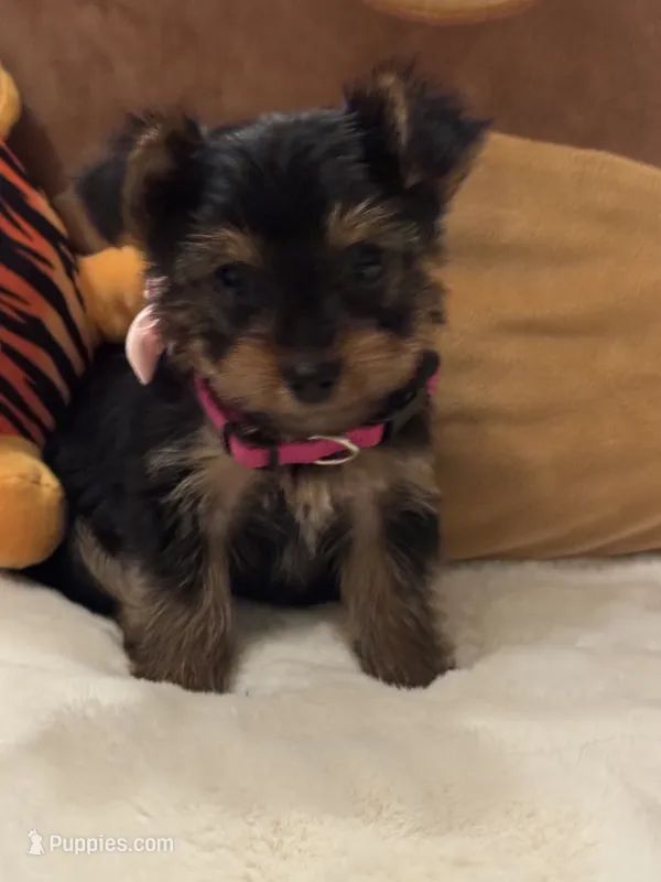 Celine – Yorkshire Terrier puppy for sale in Houston, TX