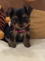 Celine, a female Yorkshire Terrier for sale in Houston, TX – 1 of 6