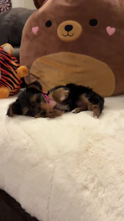 Tiffany, a female Yorkshire Terrier for sale in Houston, TX – 7 of 7