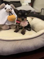 Bambi, a female Yorkshire Terrier for sale in Houston, TX – 2 of 4