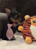 Jack, a male Yorkshire Terrier for sale in Houston, TX – 5 of 9