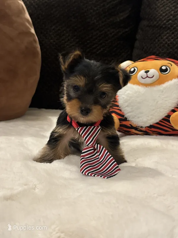 Ozzy – Yorkshire Terrier puppy for sale in Houston, TX