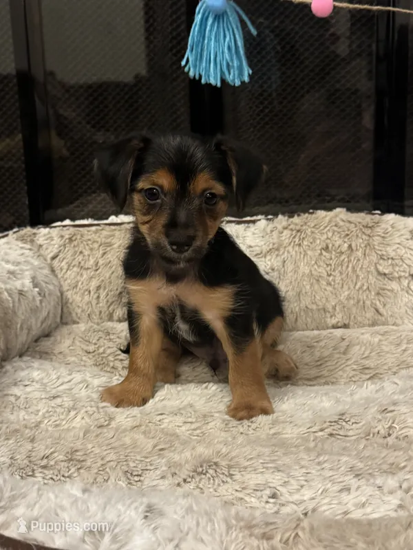 Bicho – Morkie puppy for sale in Houston, TX