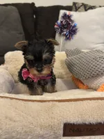 Princess, a female Yorkshire Terrier for sale in Houston, TX – 3 of 5