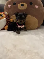 Celine, a female Yorkshire Terrier for sale in Houston, TX – 6 of 6