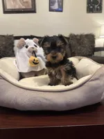 Maximo, a male Yorkshire Terrier for sale in Houston, TX – 3 of 5