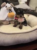 Bambi, a female Yorkshire Terrier for sale in Houston, TX – 4 of 4