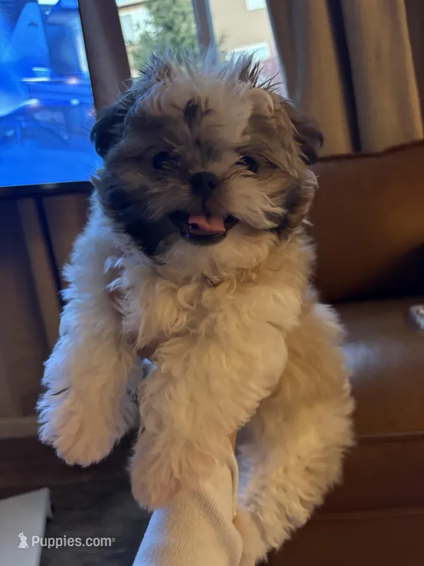 Gizmo – Shih Tzu puppy for sale in Edgewood, WA