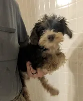 Oliver, a male Schnoodle for sale in Little Rock, AR – Photo 1 of 2