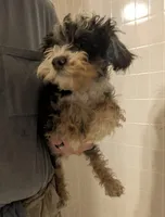 Oliver, a male Schnoodle for sale in Little Rock, AR – Photo 2 of 2