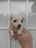 Kerry, a female Chihuahua for sale in Little Rock, AR – Photo 1 of 2