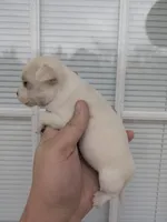 Kerry, a female Chihuahua for sale in Little Rock, AR – Photo 2 of 2