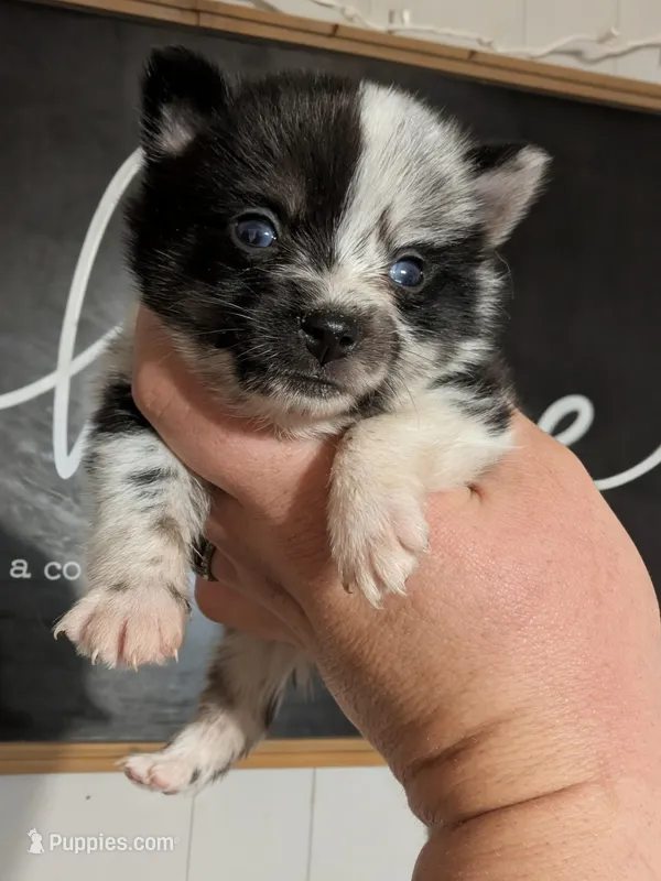 Isabella MERLE  – Pomeranian, Alaskan Klee Kai puppy for sale in Little Rock, AR