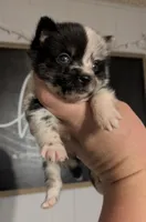 Isabella MERLE , a female Pomeranian and Alaskan Klee Kai for sale in Little Rock, AR – Photo 2 of 3