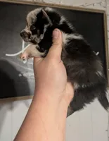 Isabella MERLE , a female Pomeranian and Alaskan Klee Kai for sale in Little Rock, AR – Photo 3 of 3